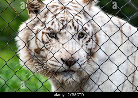 Ein geschützter weißer Tiger hinter einem Käfig in seinem Gehege im Jukani Big Cats Sanctuary in Plettenberg Bay, Südafrika Stockfoto