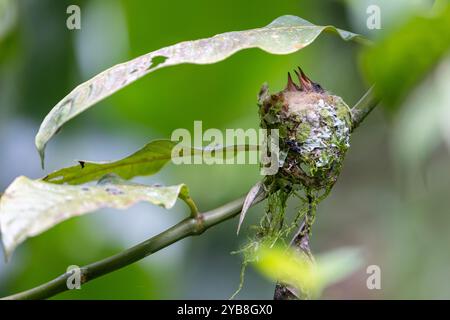 Wahrscheinlich ein Kolibri-Nest mit zwei Küken. Sarapiqui, Costa Rica. Stockfoto