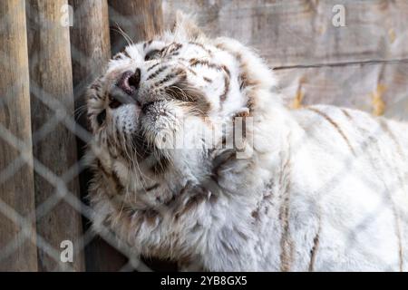 Ein geschützter weißer Tiger, der seinen Kopf gegen eine Wand in seinem Gehege im Jukani Big Cats Sanctuary in Plettenberg Bay, Südafrika, reibt Stockfoto