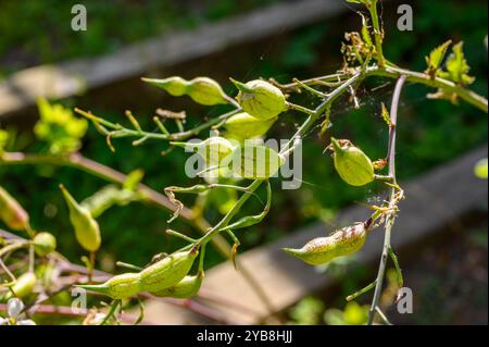 Eine Gruppe von Rettich (Raphanus sativus)-Samenkapseln im Spätsommer. Stockfoto