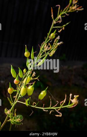 Eine Gruppe von Rettich (Raphanus sativus)-Samenkapseln im Spätsommer. Stockfoto