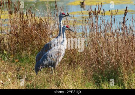 Zwei Sandhill Cranes (Antigone canadensis), die im hohen Sumpfgras im George C. Reifel Migratory Bird Sanctuary, Delta, British Columbia, Kanada, stehen. Stockfoto