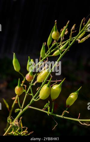 Eine Gruppe von Rettich (Raphanus sativus)-Samenkapseln im Spätsommer. Stockfoto