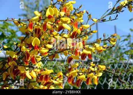 Scotch Broom (Cytisus scoparius), eine holzige Staude mit hellgelben Blüten, ist leicht gesät und gilt als invasive Art in British Columbia. Stockfoto