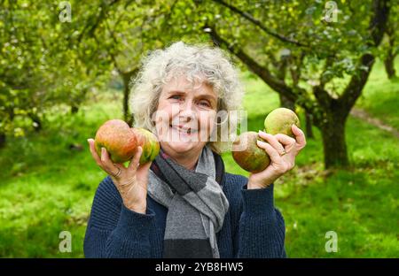 Brighton UK 17. Oktober 2024 - Frau hält gefallene Bramley-Sämlinge Malus domestica Äpfel in Stanmer Park, Brighton Stockfoto