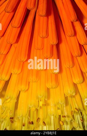 Nahaufnahme der Red Hot Poker Blume (Kniphofia) aus der Familie der Asphodelaceae. Weitere Namen sind Tritoma, Fackellilie und Pokerpflanze. Stockfoto