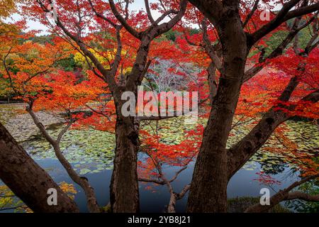 japanischer Garten mit bunten Herbstblättern, die sich in einem Teich spiegeln Stockfoto