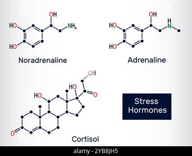 Wichtige Stresshormone Moleküle. Adrenalin (Epinephrin), Noradrenalin (Norepinephrin), Cortisolchemische Strukturen. Vektor Stock Vektor