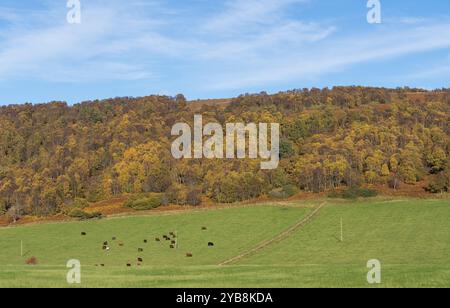 Rothes Glen, Speyside, Moray, Großbritannien. Oktober 2024. Dies ist die niedrige Sonne, die auf die Bäume und andere Pflanzen in ihren Herbstfarben scheint. Quelle: JASPERIMAGE/Alamy Live News Stockfoto
