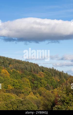 Rothes Glen, Speyside, Moray, Großbritannien. Oktober 2024. Dies ist die niedrige Sonne, die auf die Bäume und andere Pflanzen in ihren Herbstfarben scheint. Quelle: JASPERIMAGE/Alamy Live News Stockfoto