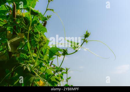 Gurkenblüten. Stockfoto