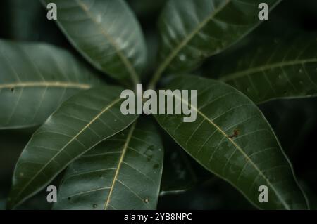Eine atemberaubende Nahaufnahme der Blätter in ihrem natürlichen Element, die die komplizierten Details und leuchtenden grünen Farben der Natur zeigt Stockfoto