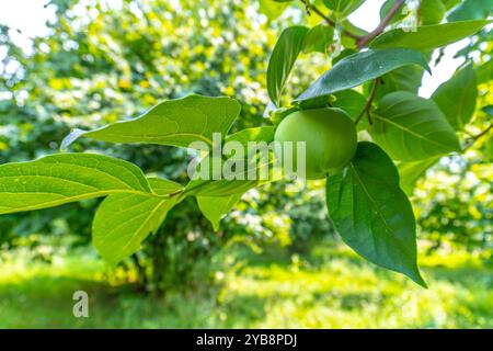 Diospyros Datum Stockfoto
