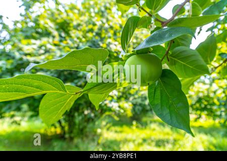 Diospyros Datum Stockfoto