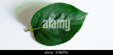 Grüne Blätter. Stockfoto