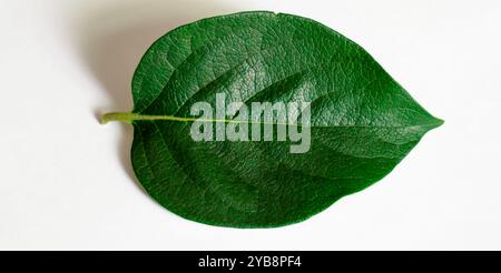 Grüne Blätter. Stockfoto