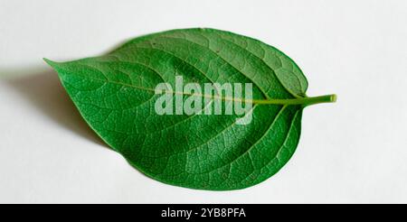 Grüne Blätter. Stockfoto