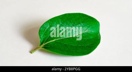 Grüne Blätter. Stockfoto