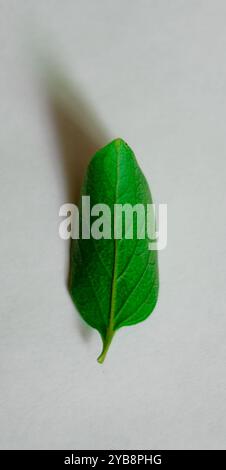Grüne Blätter. Stockfoto