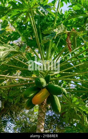 Ein üppiger Papaya-Baum steht hoch, geschmückt mit grünen und reifenden gelben Früchten. Sonnenlicht filtert durch seine großen Blätter und erzeugt ein tropisches Licht Stockfoto