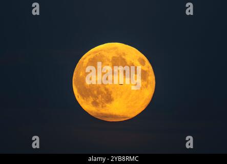 Wimbledon, London, Großbritannien. Oktober 2024. Der Hunter’s Full Supermoon erhebt sich durch dünnen Dunst, der ihm ein gelbes Aussehen verleiht, wobei ein entferntes Flugzeug ihn überquert. Quelle: Malcolm Park/Alamy Live News Stockfoto