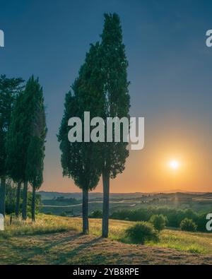 Zypressen im Canonica Park bei Sonnenuntergang. Certaldo, Provinz Florenz, Region Toskana, Italien Europa Stockfoto