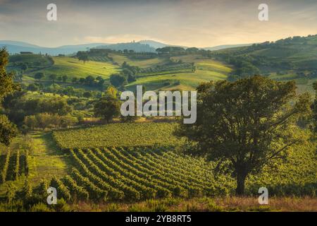 Landschaft der Weinberge Morellino di Scansano und eines Baumes im Herbst. Im Hintergrund das Dorf Montiano. Maremma, Provinz Grosseto, Stockfoto