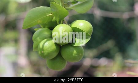 Frische grüne Limetten hängen an einem Zweig im Garten Stockfoto