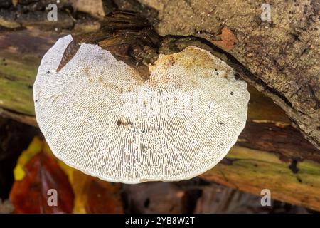 Blushing Bracket Pilz (Daedaleopsis confragosa, auch dünnwandiges Labyrinth Polypore genannt) auf Hartholz im Herbst, England, Großbritannien Stockfoto