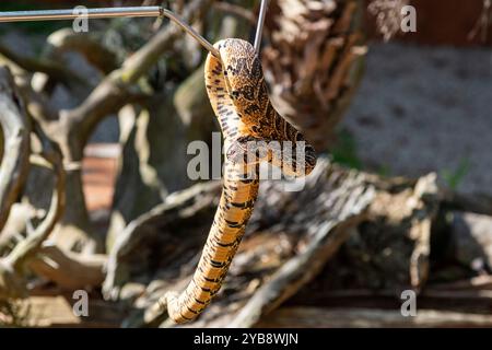 Eine giftige Schlange, die im Lawnwood Snake Sanctuary in Plettenberg Bay, Südafrika, festgehalten wird Stockfoto