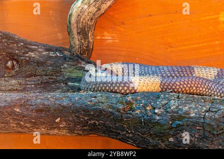 Eine Schlange, die sich in ihrem Körper in einem Gehege im Lawnwood Snake Sanctuary in Plettenberg Bay, Südafrika, befindet Stockfoto