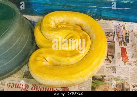 Eine große gelbe Python, die sich in ihrem Gehege im Lawnwood Snake Sanctuary in der Plettenberg Bay, Südafrika, einwickelt und eingerollt hat Stockfoto