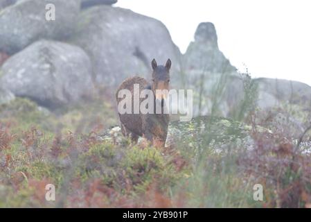 Wildpferde (Garrano) im Norden Portugals Stockfoto