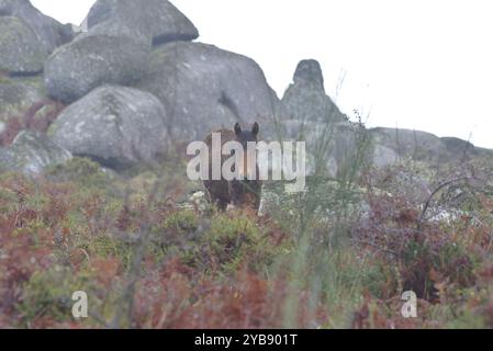 Wildpferde (Garrano) im Norden Portugals Stockfoto