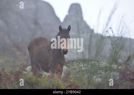 Wildpferde (Garrano) im Norden Portugals Stockfoto