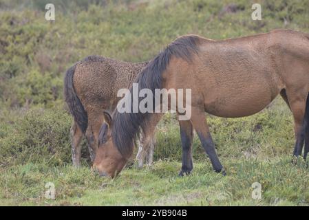 Wildpferde (Garrano) im Norden Portugals Stockfoto