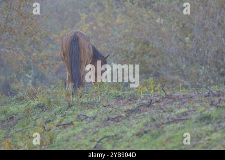 Wildpferde (Garrano) im Norden Portugals Stockfoto