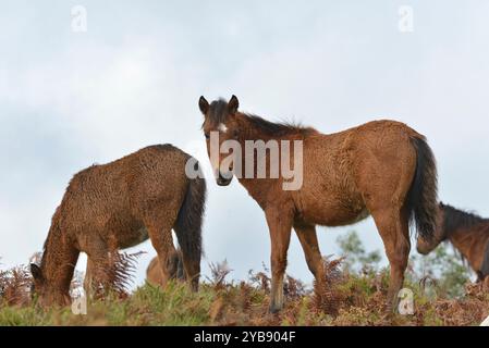 Wildpferde (Garrano) im Norden Portugals Stockfoto