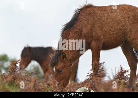 Wildpferde (Garrano) im Norden Portugals Stockfoto