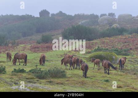 Wildpferde (Garrano) im Norden Portugals Stockfoto