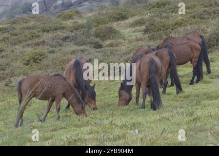 Wildpferde (Garrano) im Norden Portugals Stockfoto