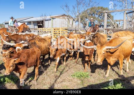 Yoakum, Texas, Usa. März 2022. Cowboys auf Pferden, die Langhorn-Rinder auf einer Texas Ranch zusammentreiben. Stockfoto