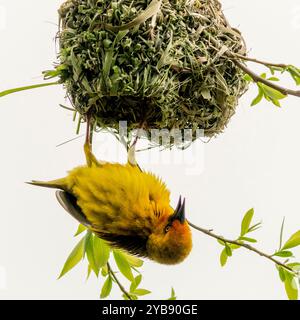 Ein hochgezogener männlicher cape Weber baut sein Nest im Botlierskop Game Reserve im Westkap, Südafrika Stockfoto