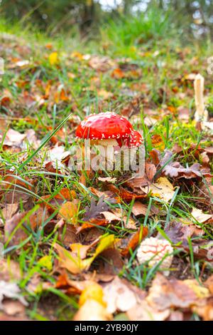 Fliegen Sie Auf Agarisch. Gruppe von roten Krötenstöcken, giftiger Pilz im Wald im Herbst. Amanita muscaria Stockfoto