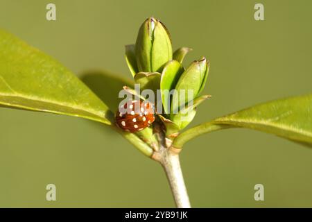 Creme-Fleckenkäfer (Calvia quatuordecimguttata) an der Knospe eines Ligustrum. Familie Coccinellidae. Frühling, März. Holländischer Garten. Stockfoto