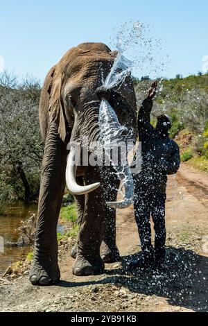 Ein Elefant sprüht Wasser mit seinem Stamm im Indalu Game Reserve in Mossel Bay, Südafrika Stockfoto