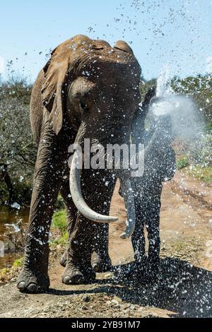 Ein Elefant sprüht Wasser mit seinem Stamm im Indalu Game Reserve in Mossel Bay, Südafrika Stockfoto