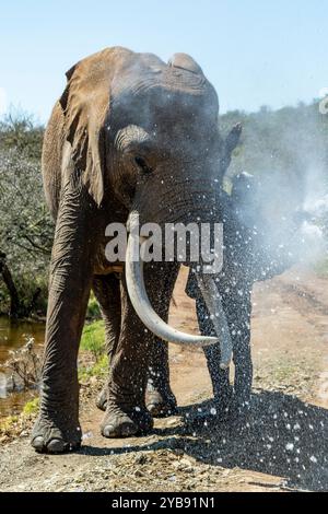 Ein Elefant sprüht Wasser mit seinem Stamm im Indalu Game Reserve in Mossel Bay, Südafrika Stockfoto