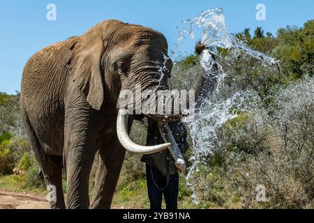 Ein Elefant sprüht Wasser mit seinem Stamm im Indalu Game Reserve in Mossel Bay, Südafrika Stockfoto