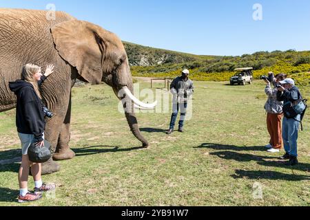 Jemand posiert für ein Foto mit einem Elefanten, während er sich im Indalu Game Reserve in Mossel Bay, Südafrika fotografieren lässt Stockfoto